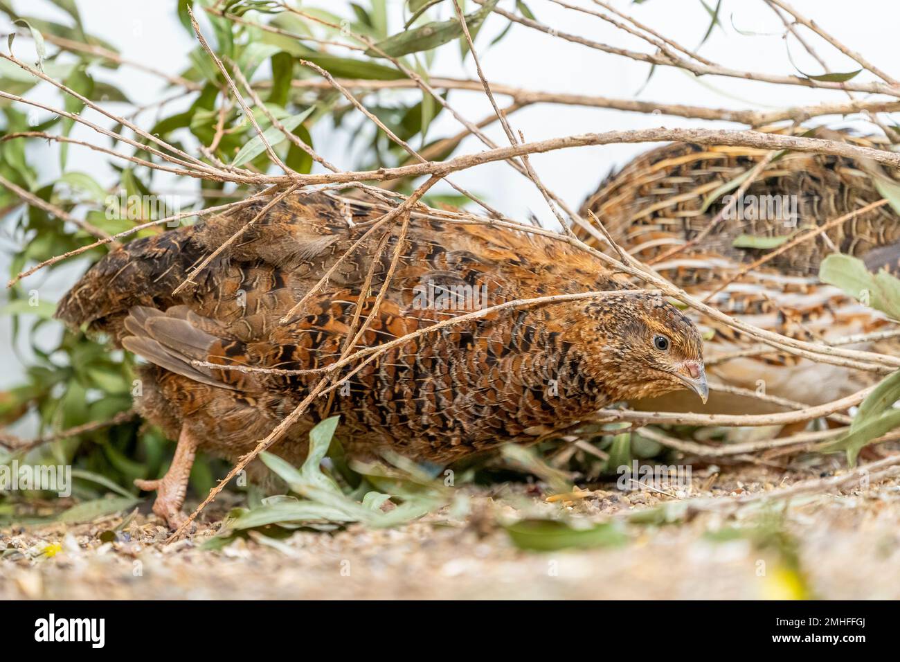 Wachtel (Corturnix coturnix) Stockfoto