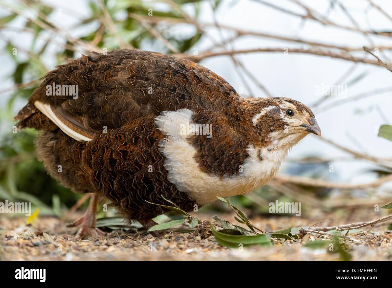 Wachtel (Corturnix coturnix) Stockfoto