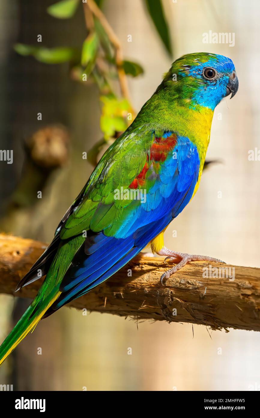 Der türkisfarbene Papagei (Neophema pulchella) auf dem Ast des Vogelhauses. Stockfoto