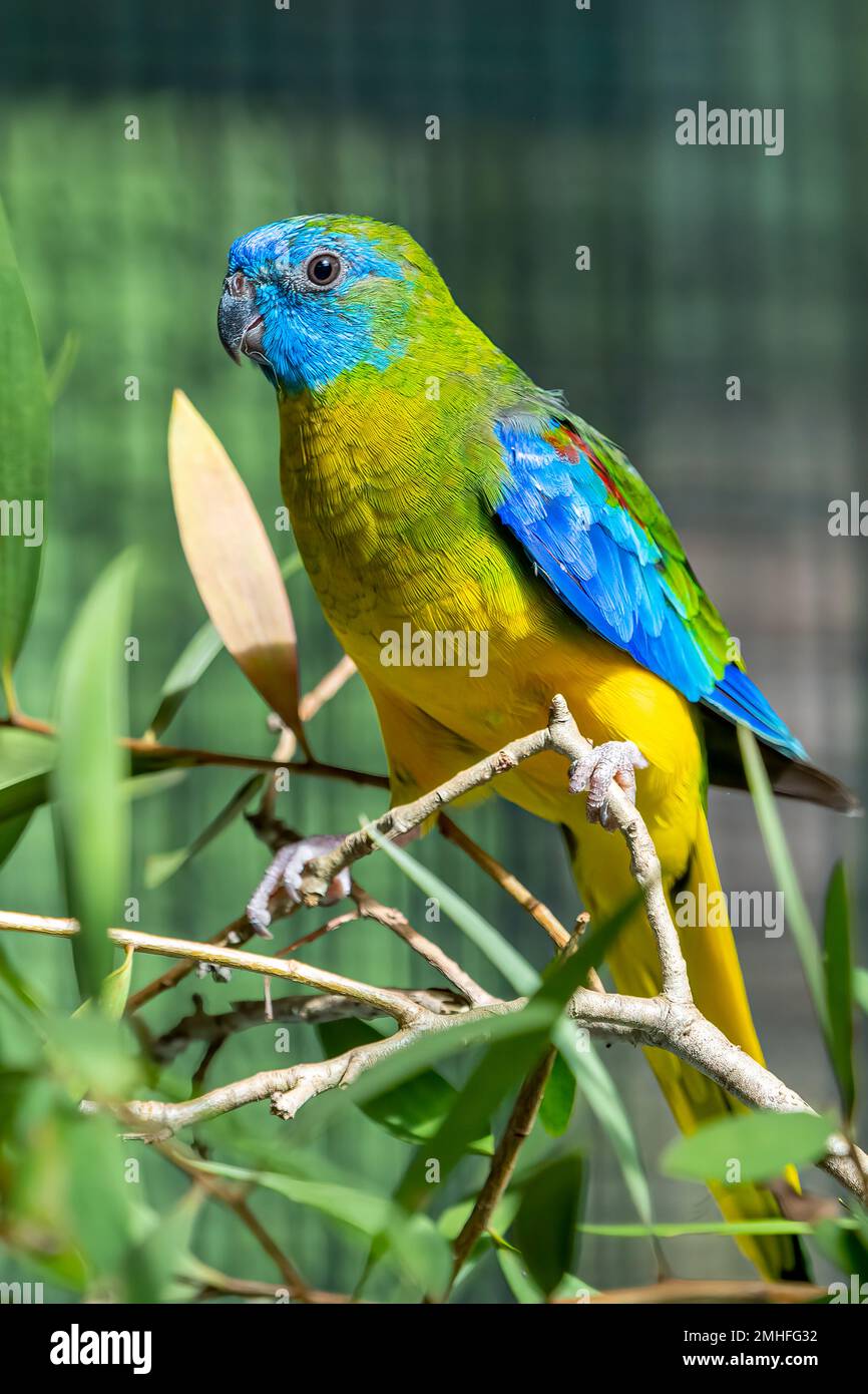 Der türkisfarbene Papagei (Neophema pulchella) auf dem Ast des Vogelhauses. Stockfoto