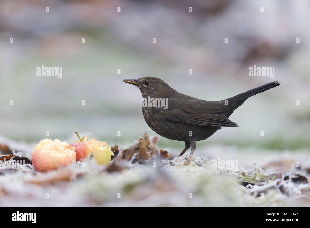Schwarzvogel Turdus merula, weibliche Erwachsene, die Äpfel auf frostigem Boden füttern, Suffolk, England, Januar Stockfoto