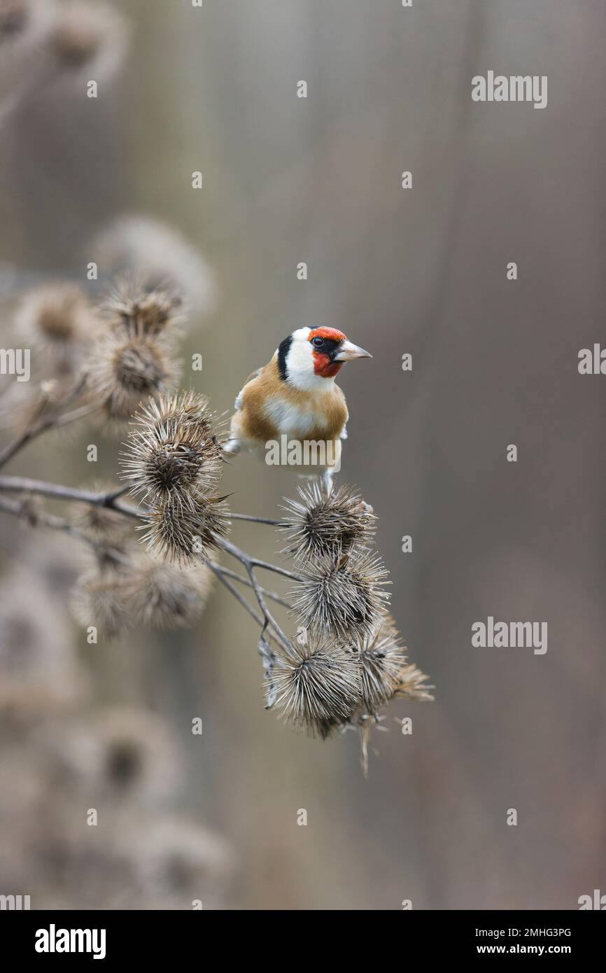 Europäischer Goldfink Carduelis carduelis, Erwachsenenfütterung von Klette, Suffolk, England, Januar Stockfoto