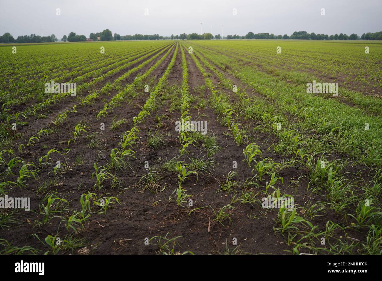 Ein Feld junger Maissprossen, das sich bis zum Horizont erstreckt Stockfoto