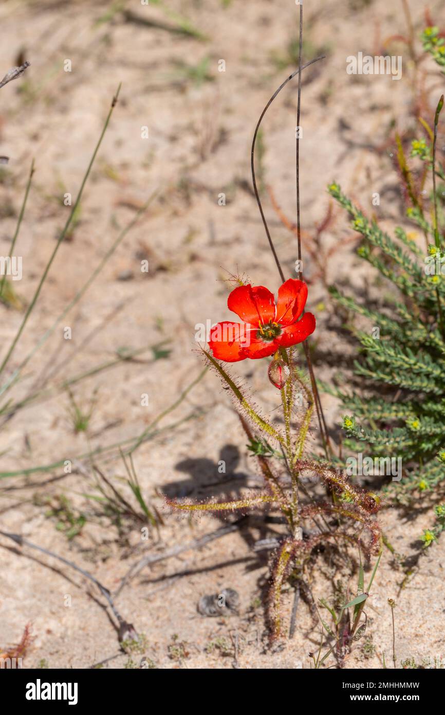 Die wunderschöne rote Blütenform der Sundew Drosera Cistiflora in einem natürlichen Lebensraum, fleischfressende Pflanze, klebrige Pflanze, Westkap von Südafrika Stockfoto