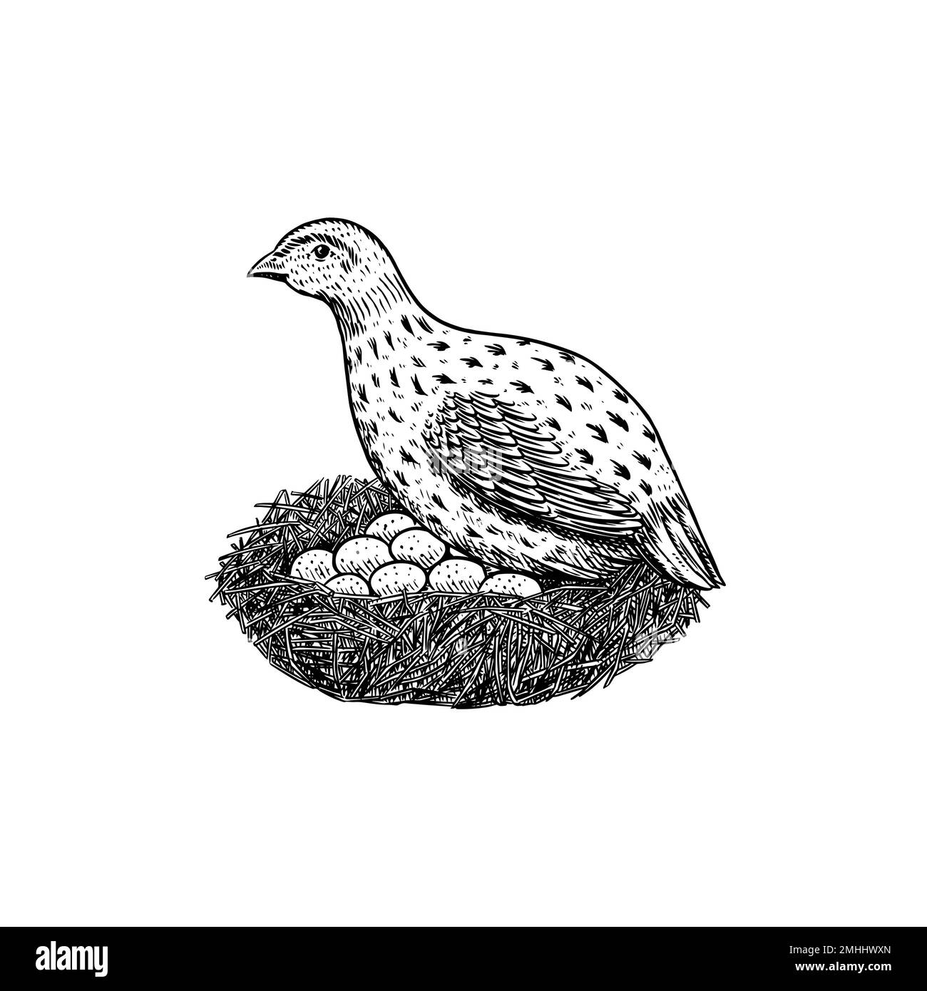 Wachtelvogel und Nest mit Eiern. Handgezogene Henne. Eingraviertes Bauernhoftier. Alte einfarbige Skizze. Hausgeflügel. Vorlage für Rückrechnung. Stock Vektor