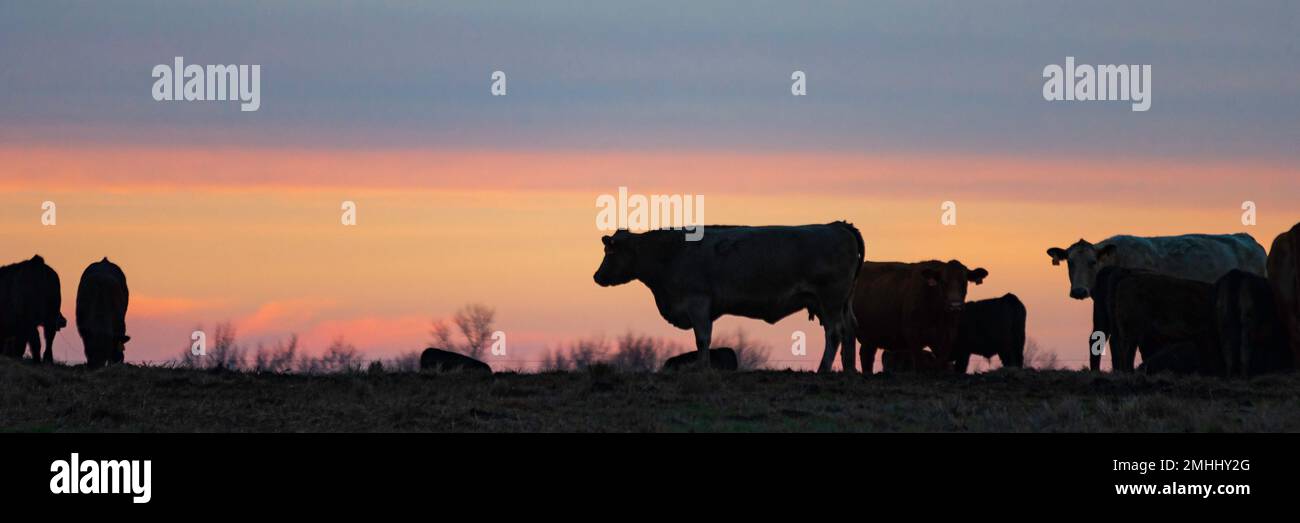 Webbanner einer Rinderherde in Silhouette vor einem farbenfrohen Sonnenuntergang. Stockfoto