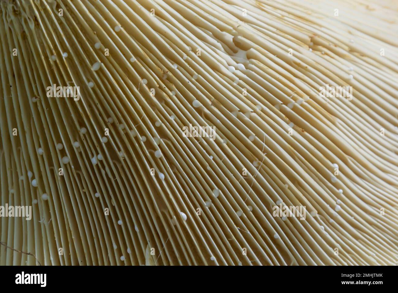 Blick auf die Kiemen des Schirmpilzes. Nahaufnahme der Pilzstruktur. Stockfoto