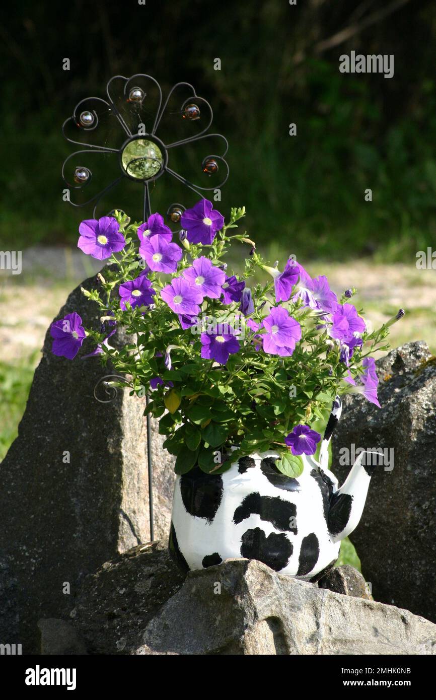 Mit Kuhmuster übermalt alter Teekessel aus Aluminiumschrott als Blumentopf im Garten, mit blühenden Petunen im Inneren. Gartendekor aus recyceltem Holz. Stockfoto