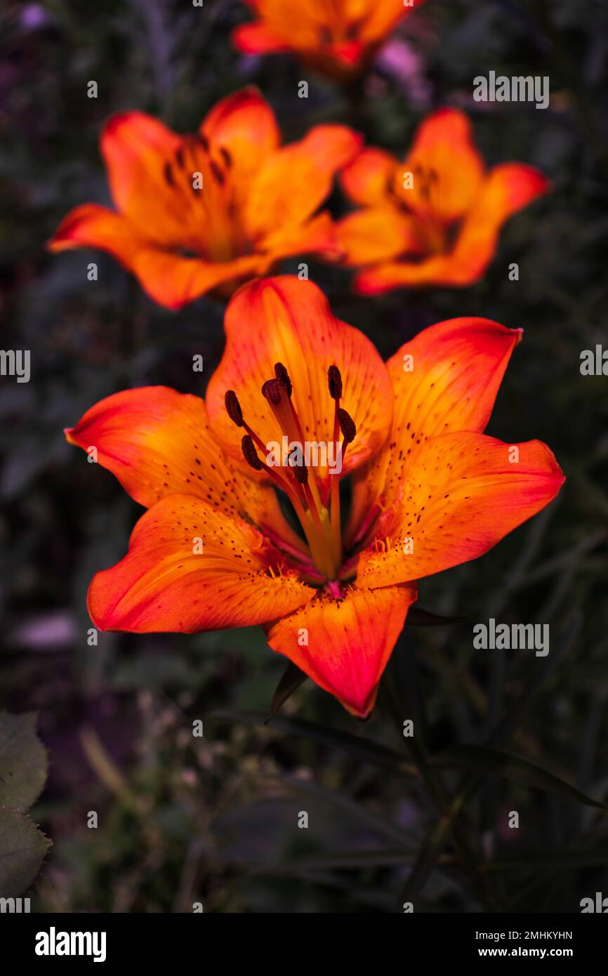 Leuchtende orangefarbene Lilienblüten. Orangenlilien blühen in voller Blüte. Bezaubernde Lilienblumen mit langen Bühnen. Stockfoto