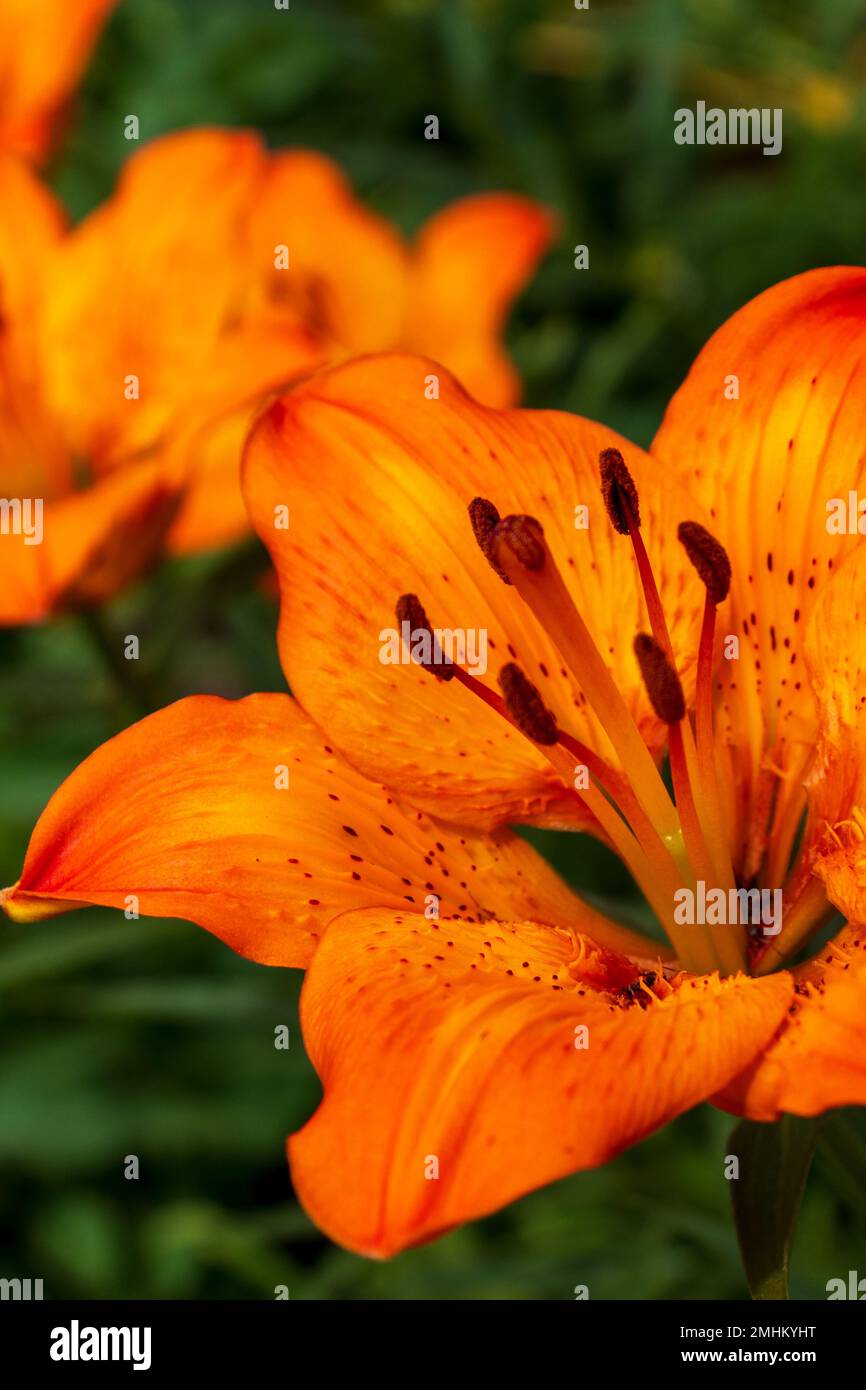 Leuchtende orangefarbene Lilienblüten. Orangenlilien blühen in voller Blüte. Bezaubernde Lilienblumen mit langen Bühnen. Stockfoto