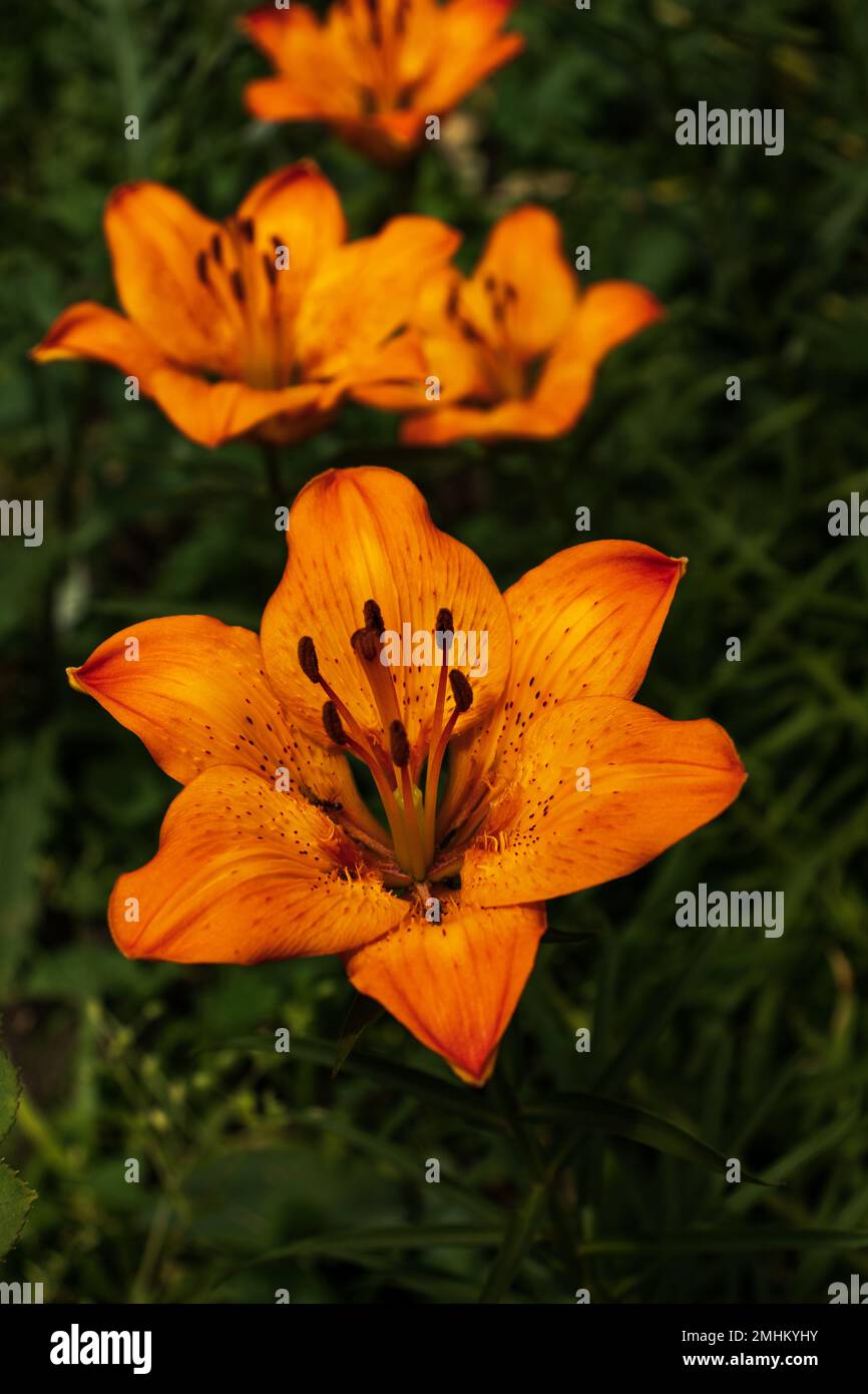 Leuchtende orangefarbene Lilienblüten. Orangenlilien blühen in voller Blüte. Bezaubernde Lilienblumen mit langen Bühnen. Stockfoto