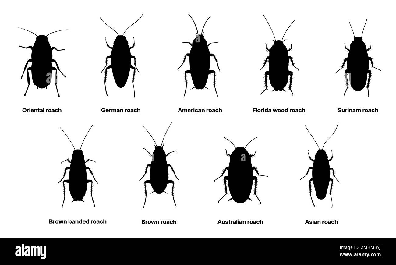 Kakerlaken-Silhouette, Insektenschaben- und Insektenarten, Überträger. Biologie oder Zoologie und Schädlingstiere, amerikanische und australische braune Kakerlaken oder Surinam- und asiatische Kakerlaken Stock Vektor