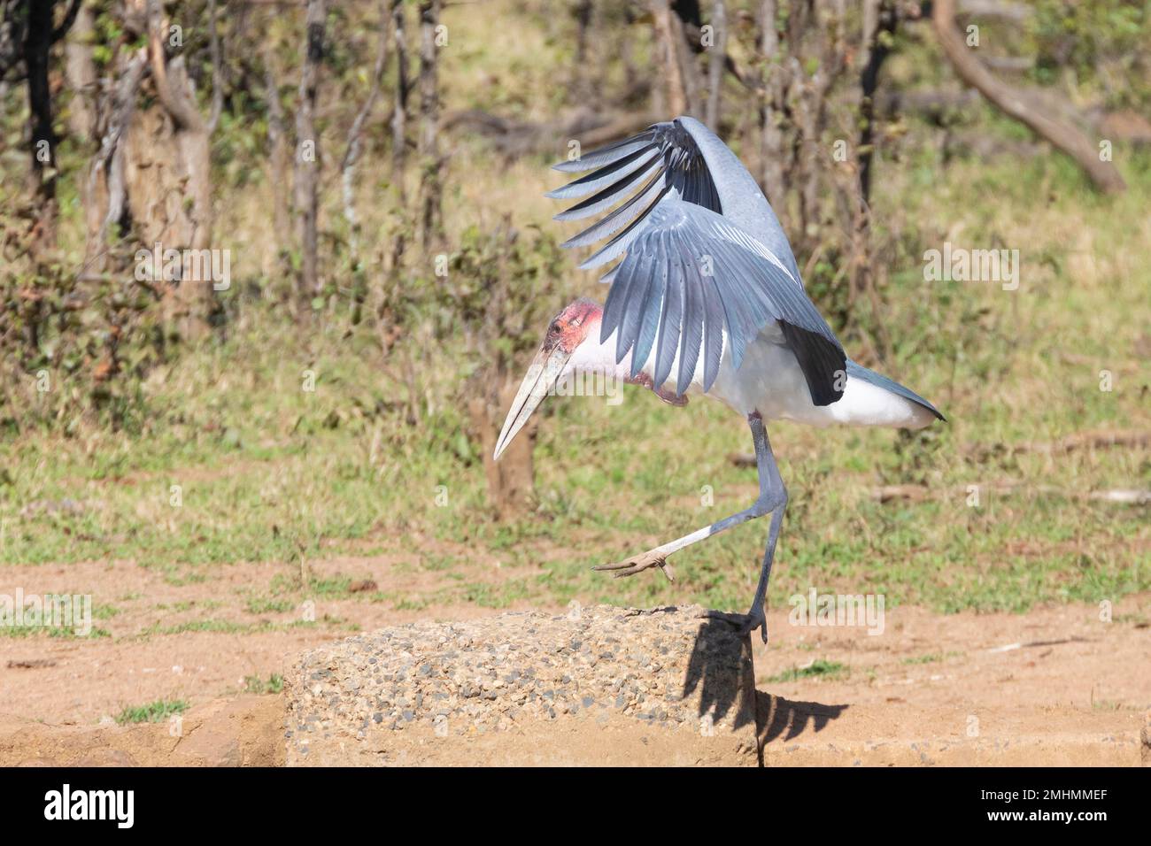 Marabou Stork (Leptoptilos crumeniferus), Punda Maria Wasserloch, Kruger Nationalpark, Limpopo, Südafrika. Dieser Vogel ist als fast bedroht eingestuft Stockfoto