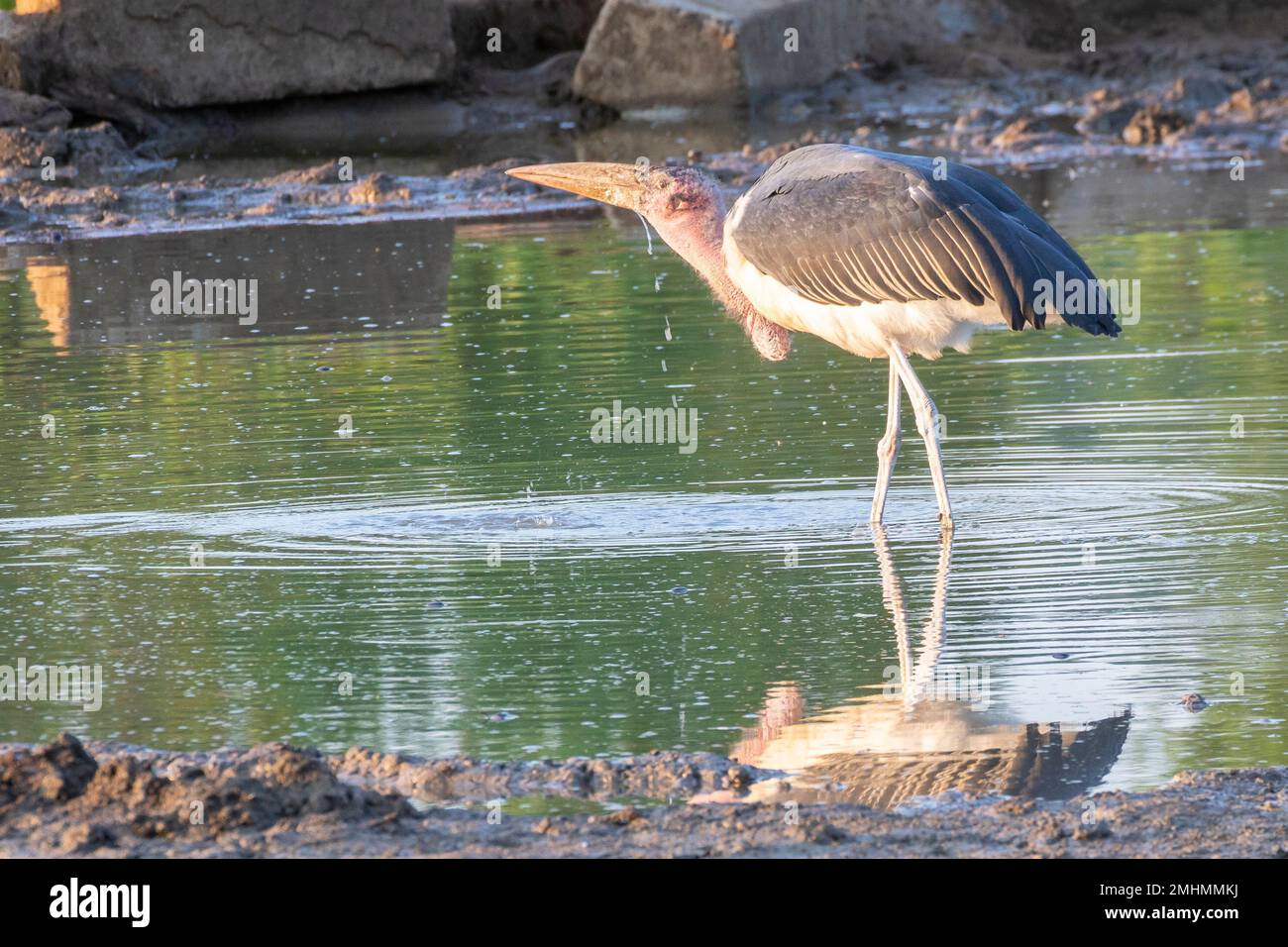 Marabou-Storch (Leptoptilos crumeniferus), Trinken am Wasserloch bei Sonnenaufgang, Limpopo, Südafrika. Der aufblasbare rosafarbene Halsbeutel oder -Beutel wird verwendet für Stockfoto