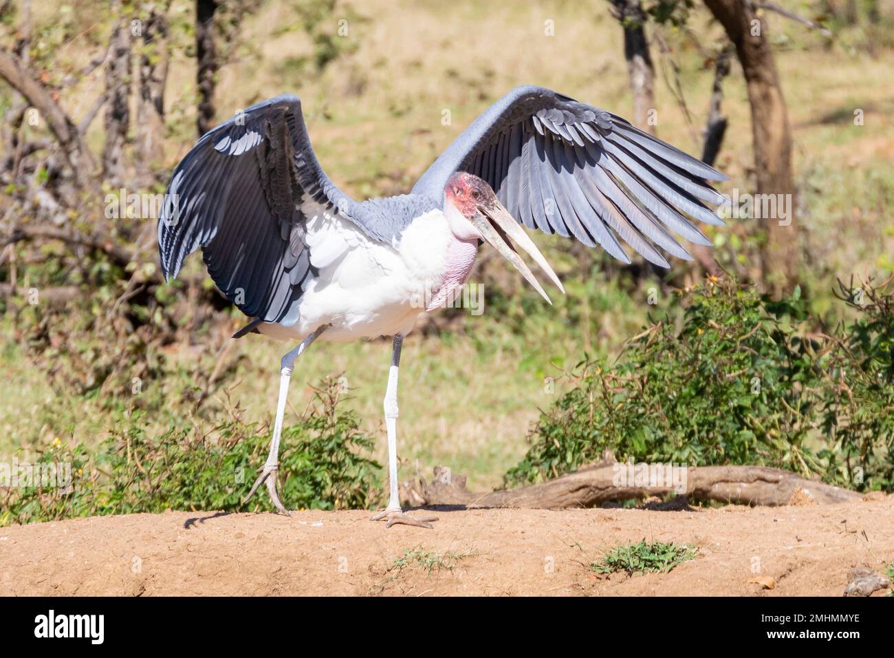 Marabou-Storch (Leptoptilos crumeniferus), Kruger-Nationalpark, Limpopo, Südafrika. Der aufblasbare rosafarbene Halstasche oder -Beutel dient der Beatmung Stockfoto