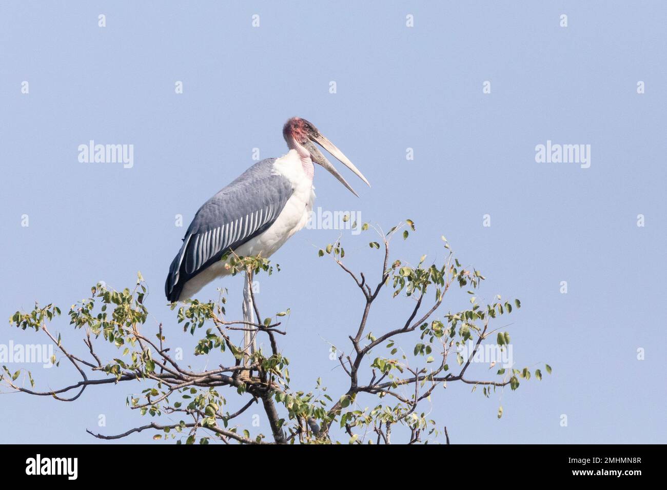 Marabou Storch (Leptoptilos crumeniferus), hoch oben auf einem Baum, dieser Vogel wird als nahe bedroht gelistet Stockfoto