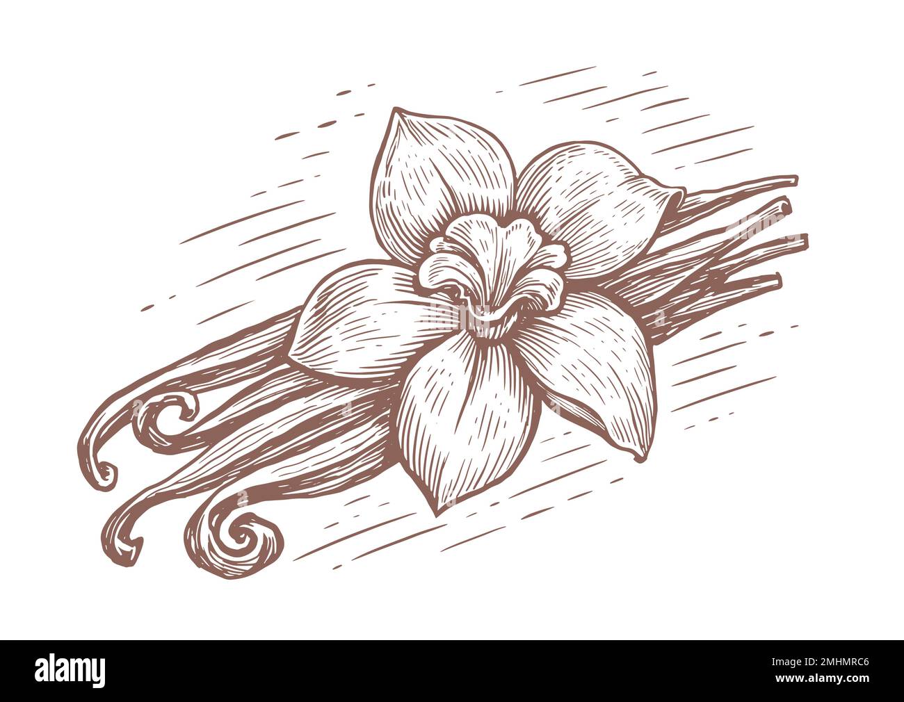 Vanilleschoten und Orchideenblüten. Vanillas scharfe Kräuter. Handgemalte Skizze im Stile einer Gravur im Vintage-Stil. Vektordarstellung Stock Vektor