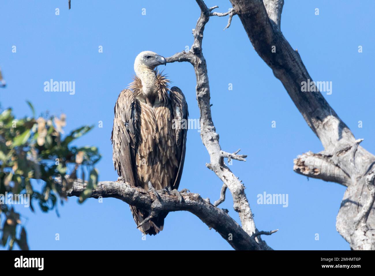 Weißrückenwuchs (Gyps africanus) Limpopo, Südafrika. Diese Art ist als kritisch gefährdet eingestuft, und die Population nimmt aufgrund von Verlusten ab Stockfoto