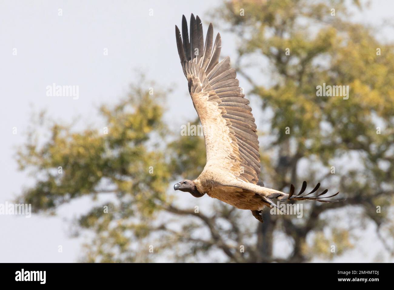Weißrückenwuchs (Gyps africanus) Südafrika. Diese Art ist als kritisch gefährdet eingestuft, und die Population nimmt aufgrund des Gewohnheitsverlustes ab Stockfoto