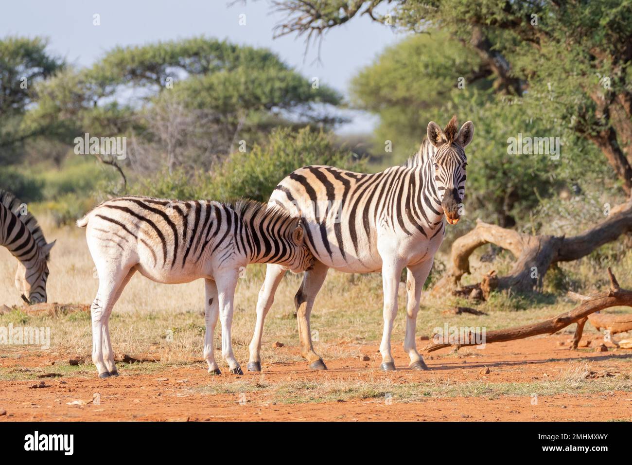 Burchells Zebra (oder Plains Zebra Equus quagga burchellii), das bei Sonnenuntergang an seiner Mutter saugt, Nordkap, Südafrika Stockfoto