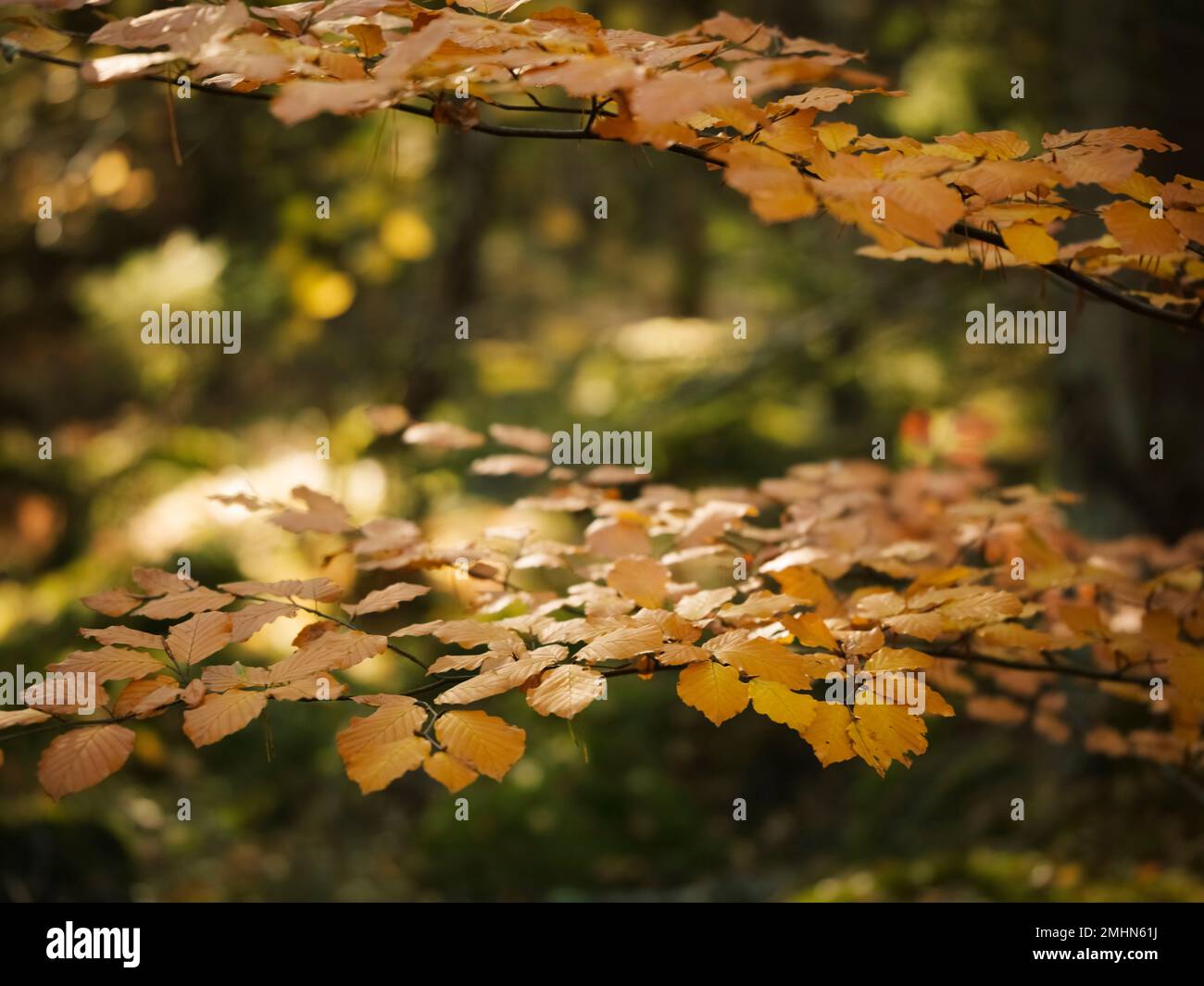 Herbst Blätter am Baum Stockfoto