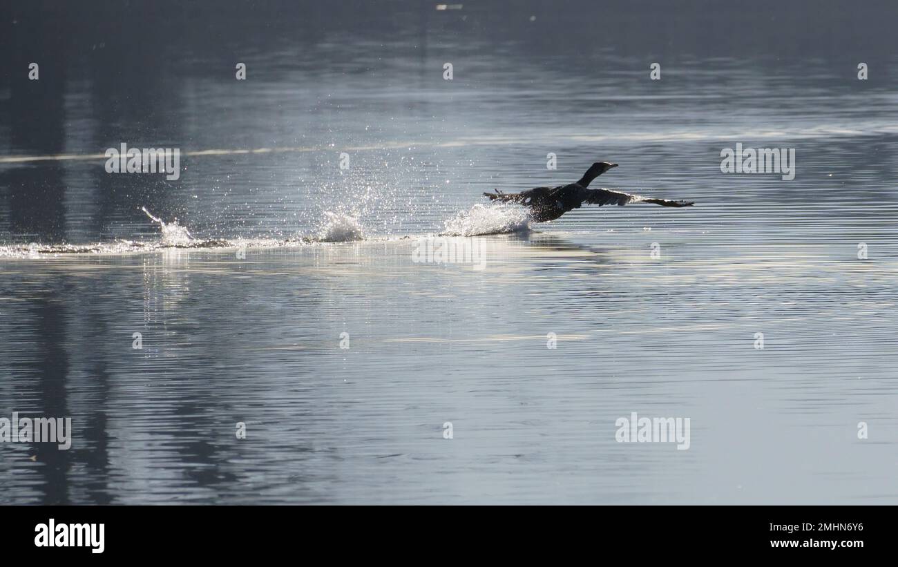 Kormoran, wenn er vom Wasser in einen kleinen See fliegt. Stockfoto