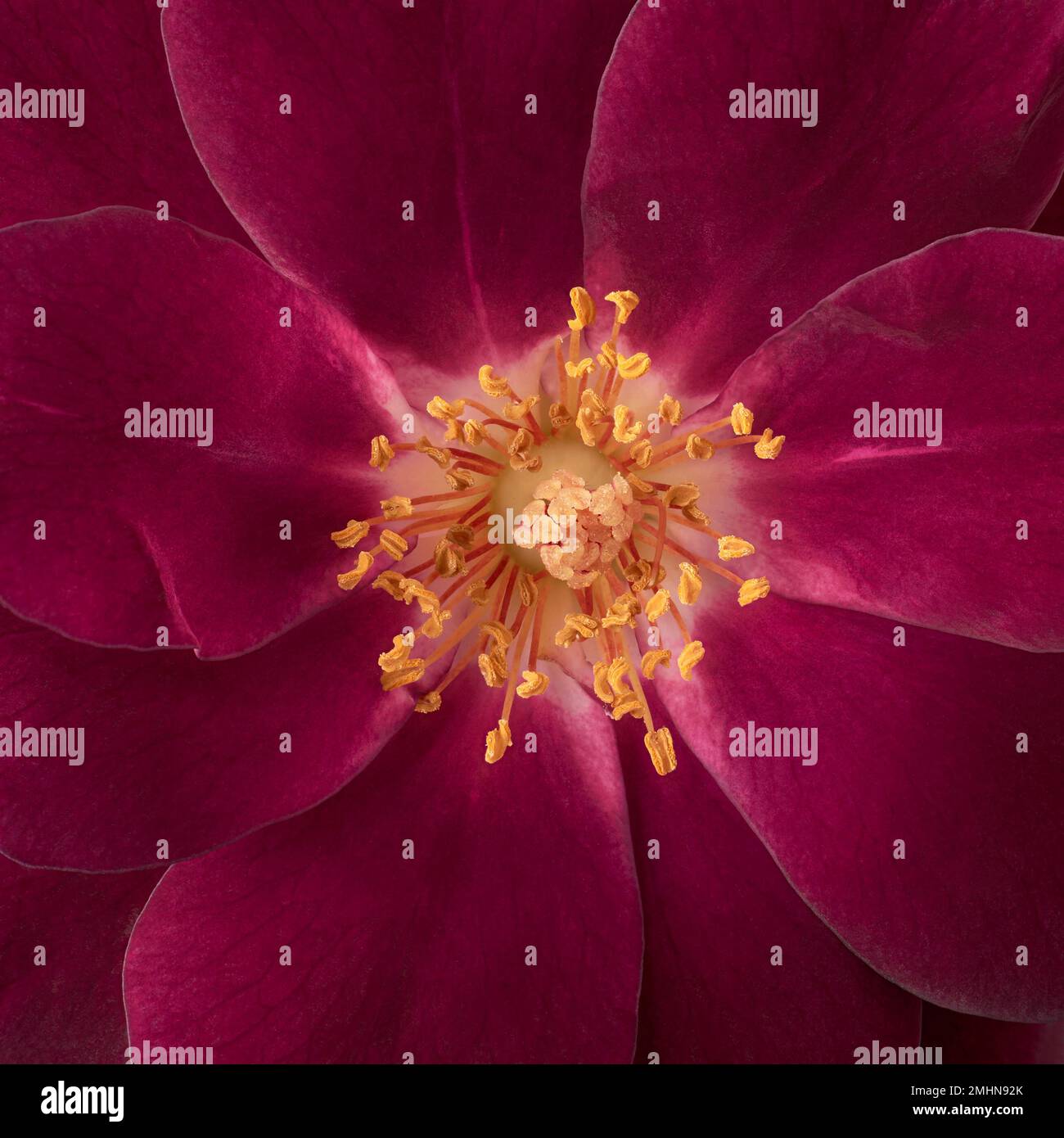 Makroansicht mit roter Rose, Vollformathintergrund Stockfoto