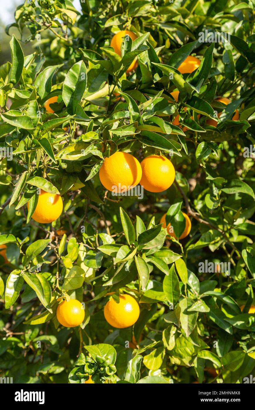 Orangen wachsen auf Obstbäumen in der Nähe von Benidorm Stockfoto