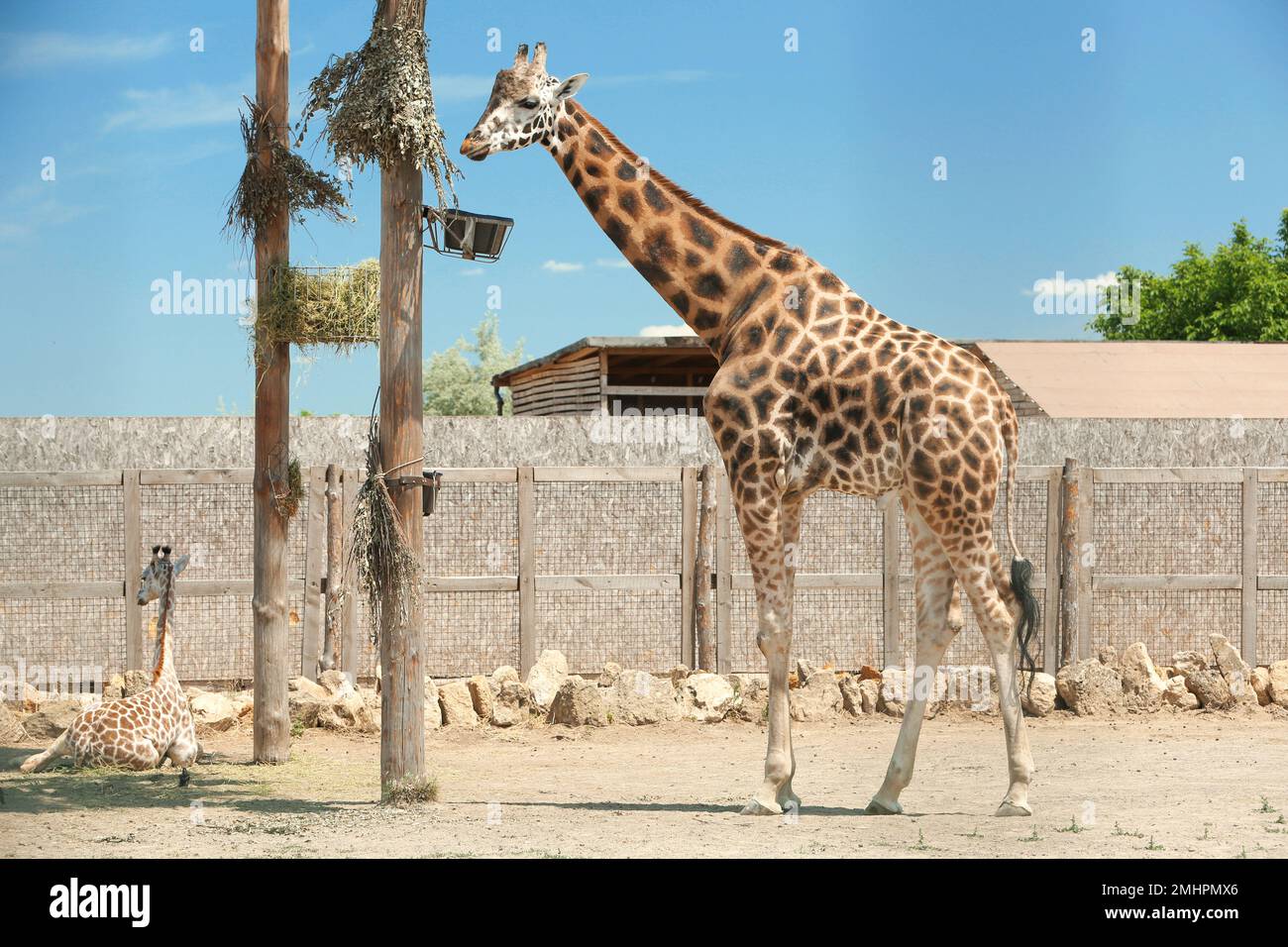 Rothschild Giraffen im Zoobereich an sonnigen Tagen Stockfoto