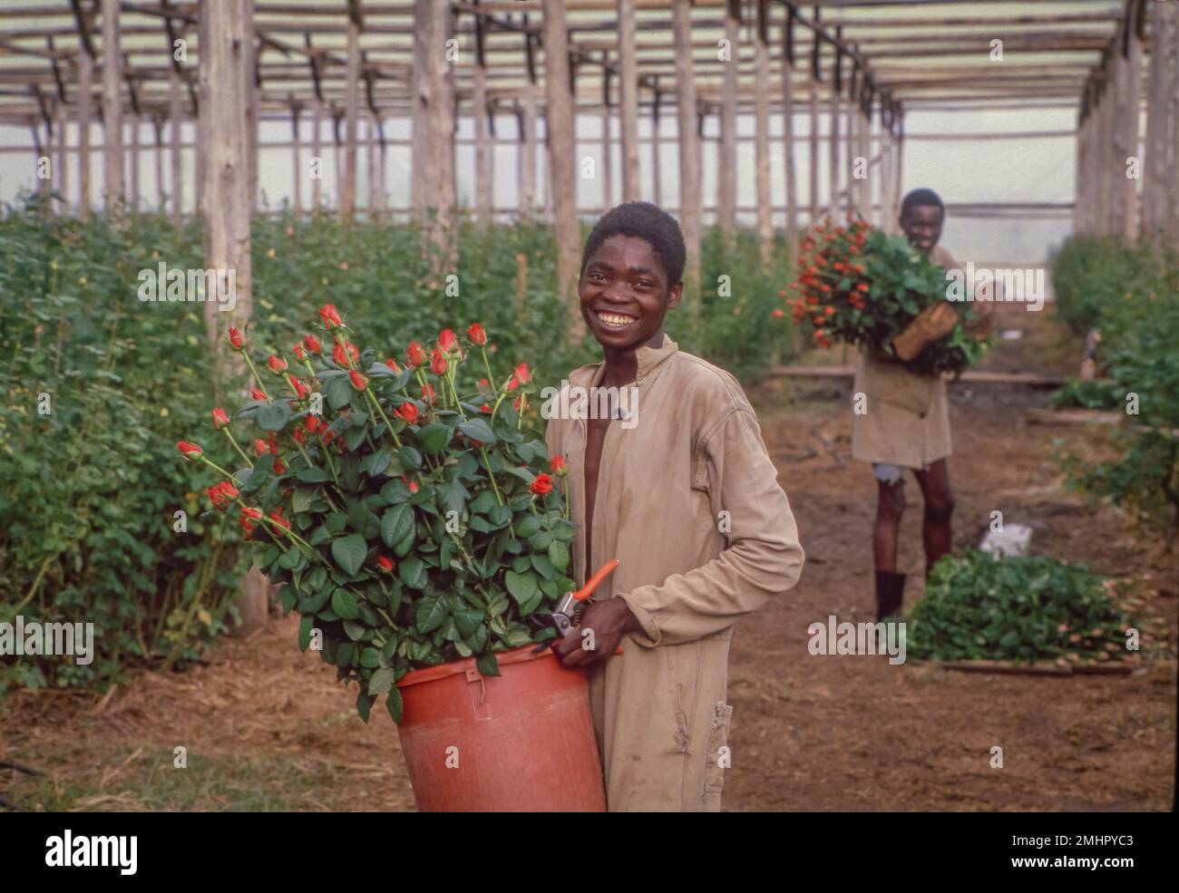 Sambia, Rosen werden für den Export zur Auktion in den Niederlanden geschnitten. Stockfoto