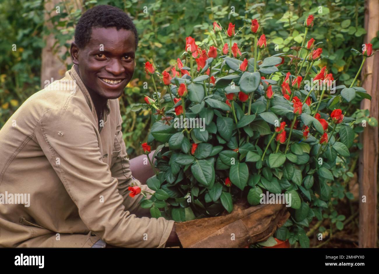 Sambia, Rosen werden für den Export zur Auktion in den Niederlanden geschnitten. Stockfoto