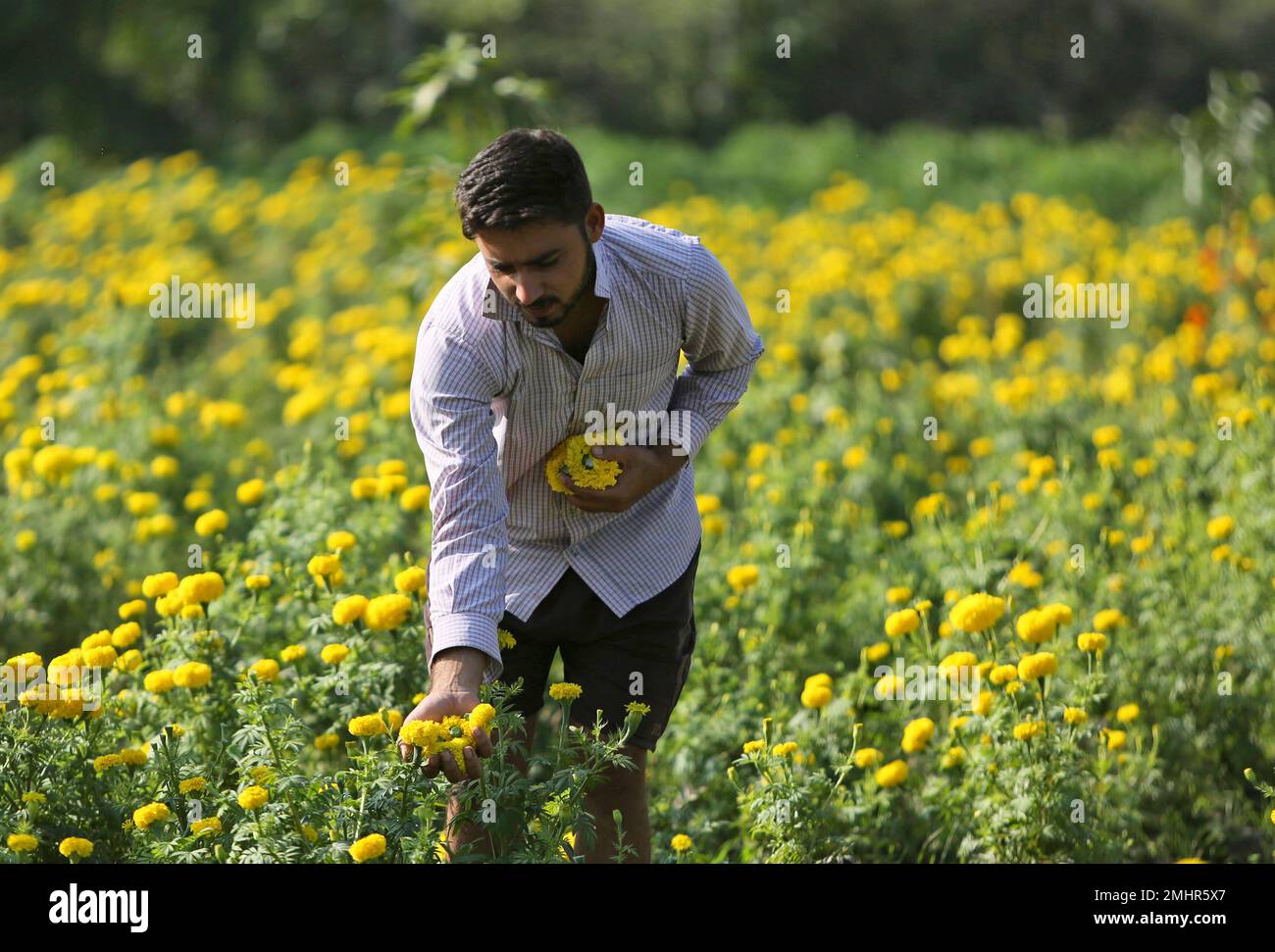 A man plucks marigold flowers ahead of Diwali Festival on the outskirts