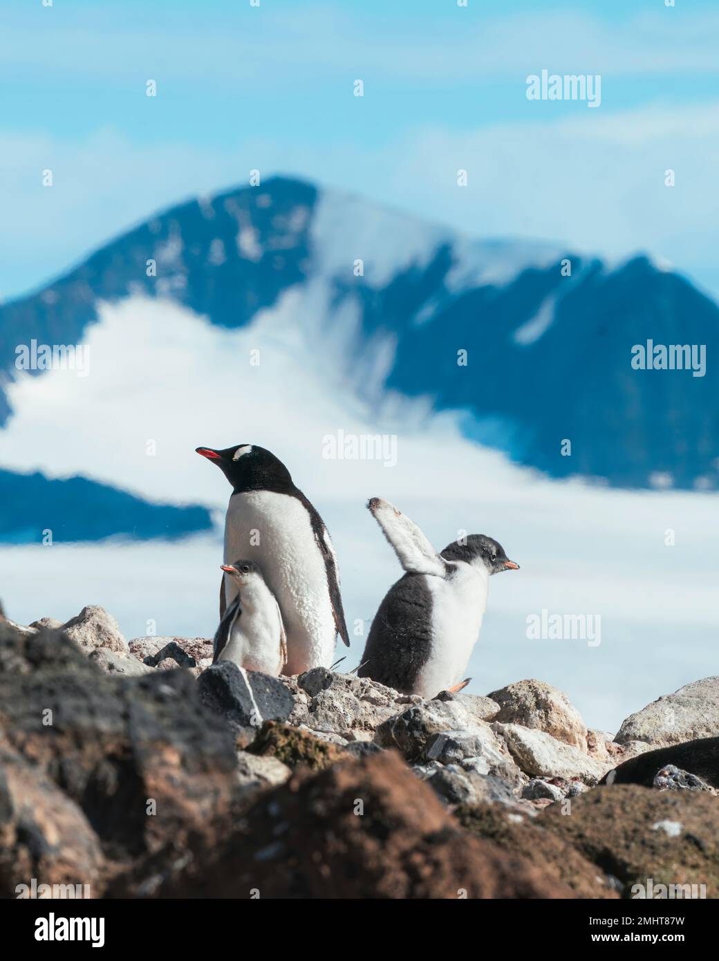 Eine ältere Gentoo-Tussi hat genug davon, dass seine Mutter ihn ignoriert, anstatt seine jüngere Schwester zu ignorieren, und beschließt, alleine den Berg hinunter zu gehen. Stockfoto