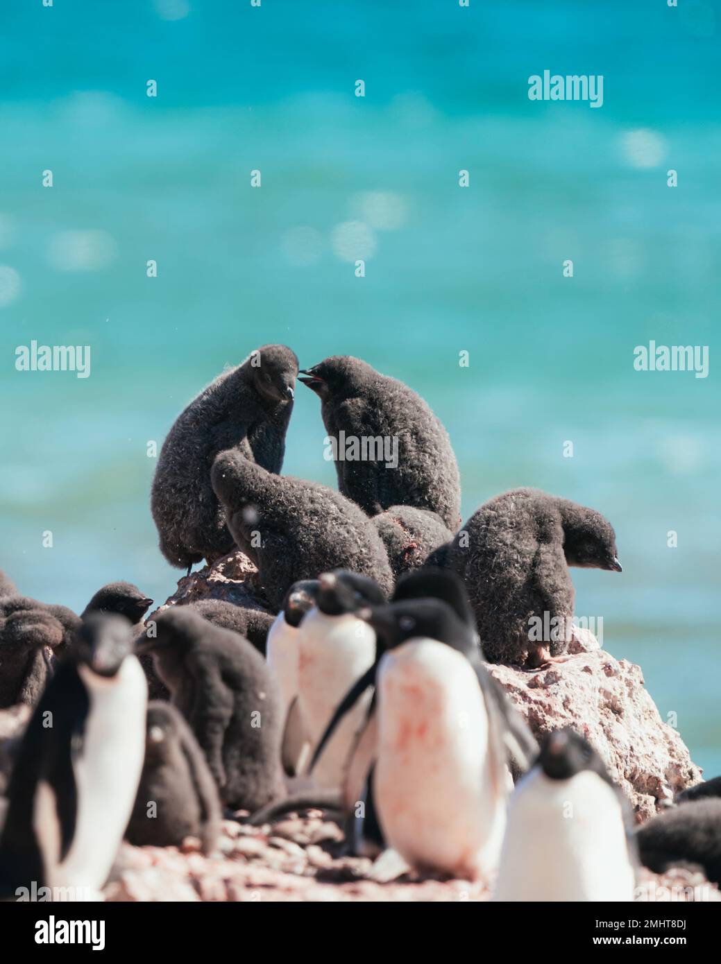 Ein Adelie-Pinguin-Küken teilt ein Geheimnis mit seinem Freund in einem Kinderzimmer in Brown Bluff, der antarktischen Halbinsel. Stockfoto