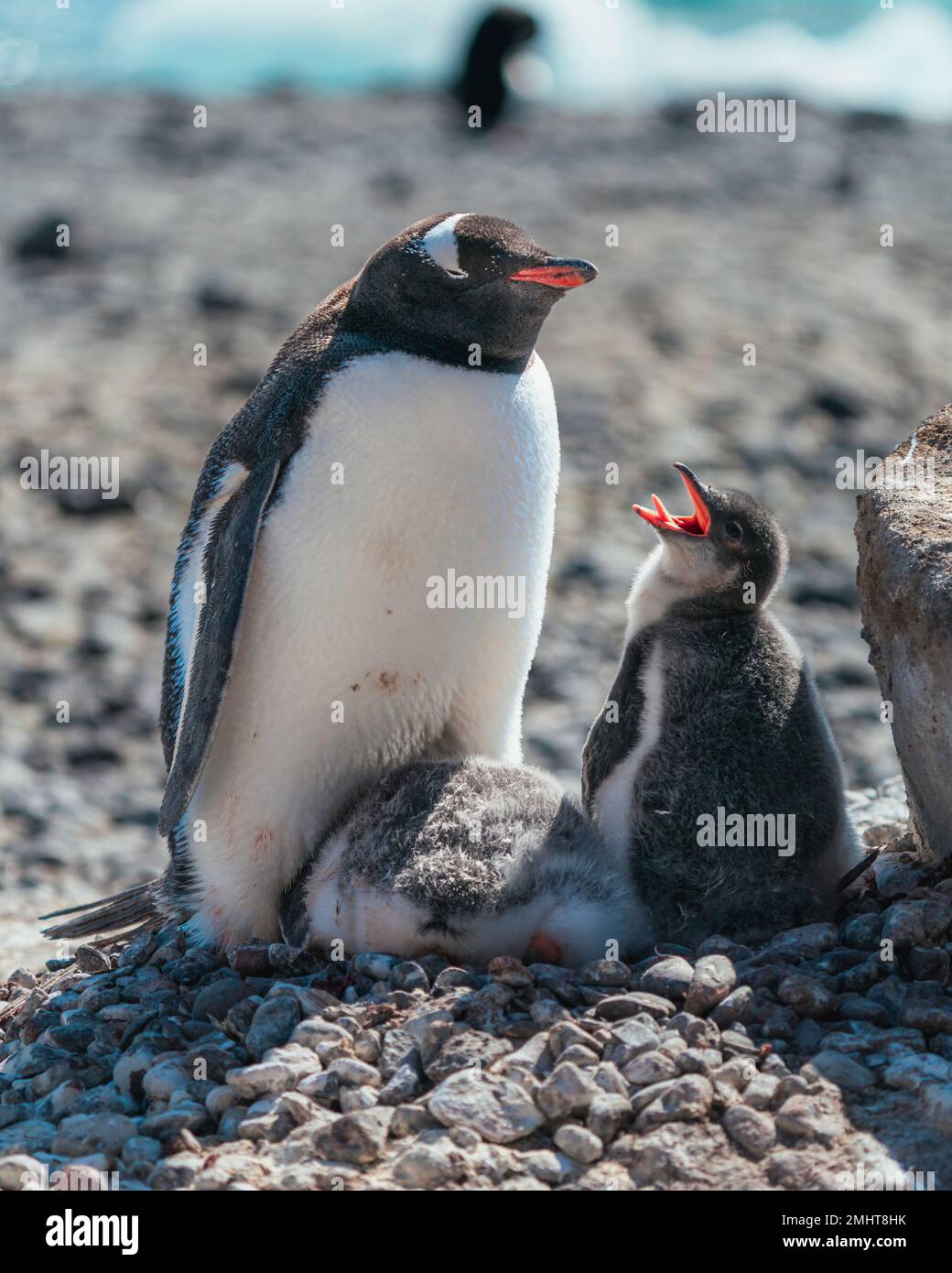 Eine Gentoo-Tussi verlangt von ihrer Mutter Essen, während sie verzweifelt versucht, ihn zu ignorieren. Brown Bluff, die antarktische Halbinsel. Stockfoto
