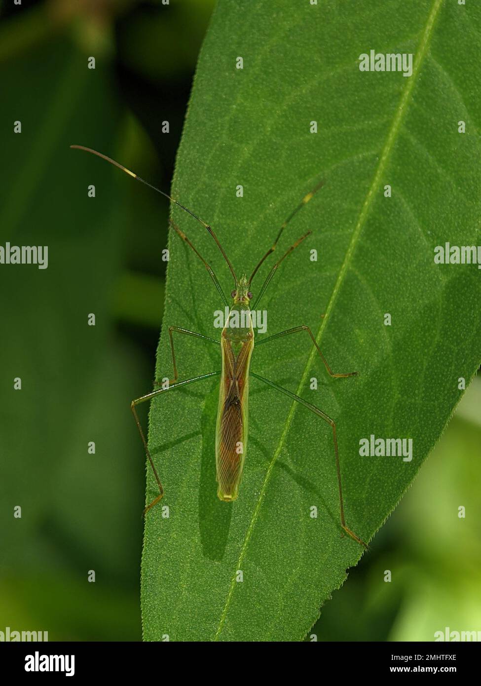 Leptocorisa oratoria, der Reisohr-Insekt, ist ein Insekt aus der Familie Alydidae, den großköpfigen Insekten. Stockfoto
