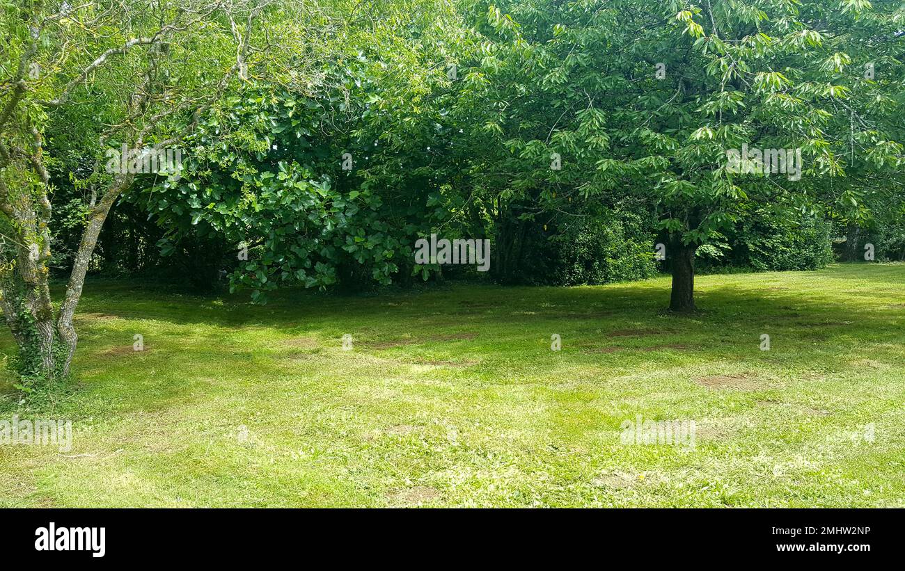 Sommerlicher grüner Gartenpark mit ausgedehnten Rasenflächen Stockfoto