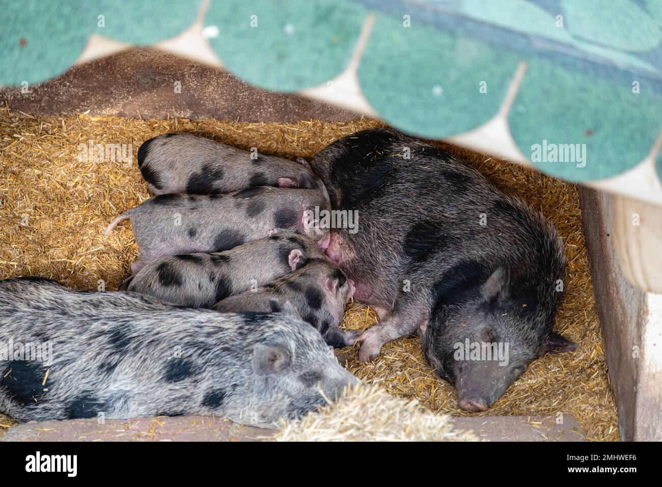 Goettinger Hausschwein, das im Zoo lebt und seine Jungen saugt Stockfoto