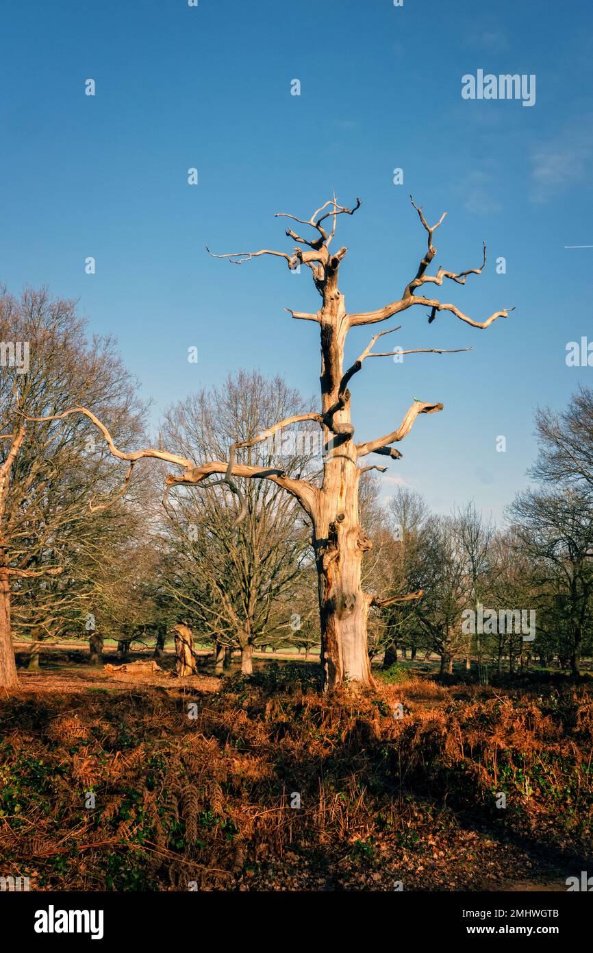 Toter Brotbraten hinterlässt einen Baum im englischen Parkland Stockfoto