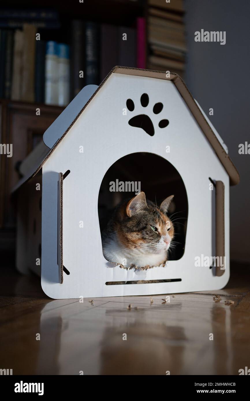 Katze ruht im Pappkartonhaus. Keine Verschwendung für Tiere. Umweltfreundliches Haustierkonzept. Stockfoto