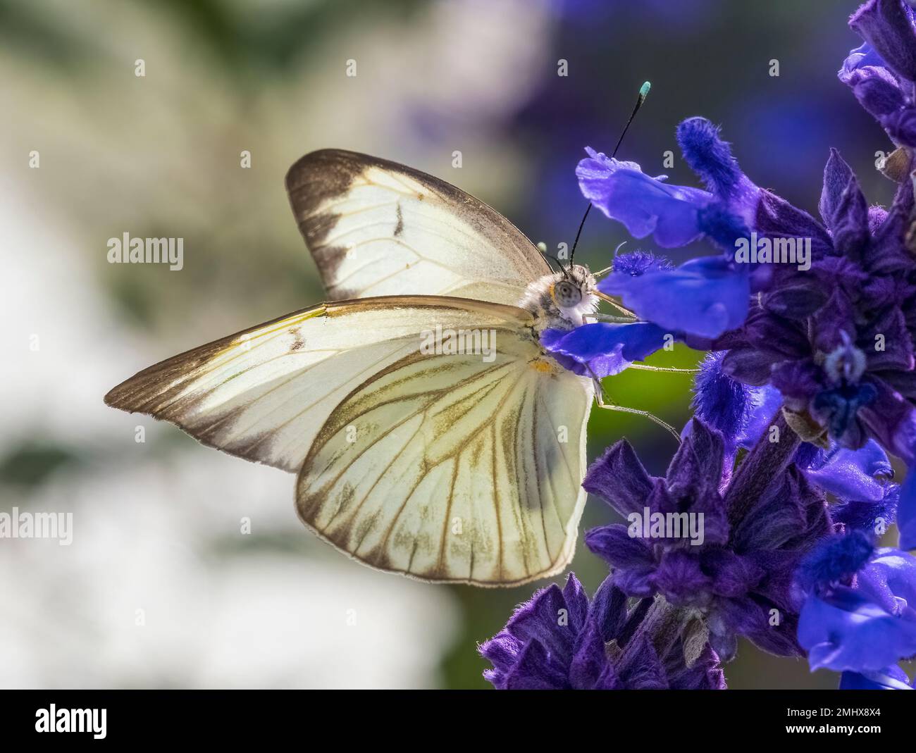 Nahaufnahme eines einzelnen weißen Schmetterlings aus dem Süden auf lila Mealycup Salbei Blumen Stockfoto