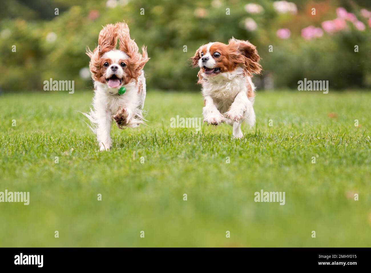 Zwei aktive Kavalier-König-charles-Spaniel-Hunde, die auf grünem Gras im Sommerpark Rennen. Haustiere in Bewegung Stockfoto