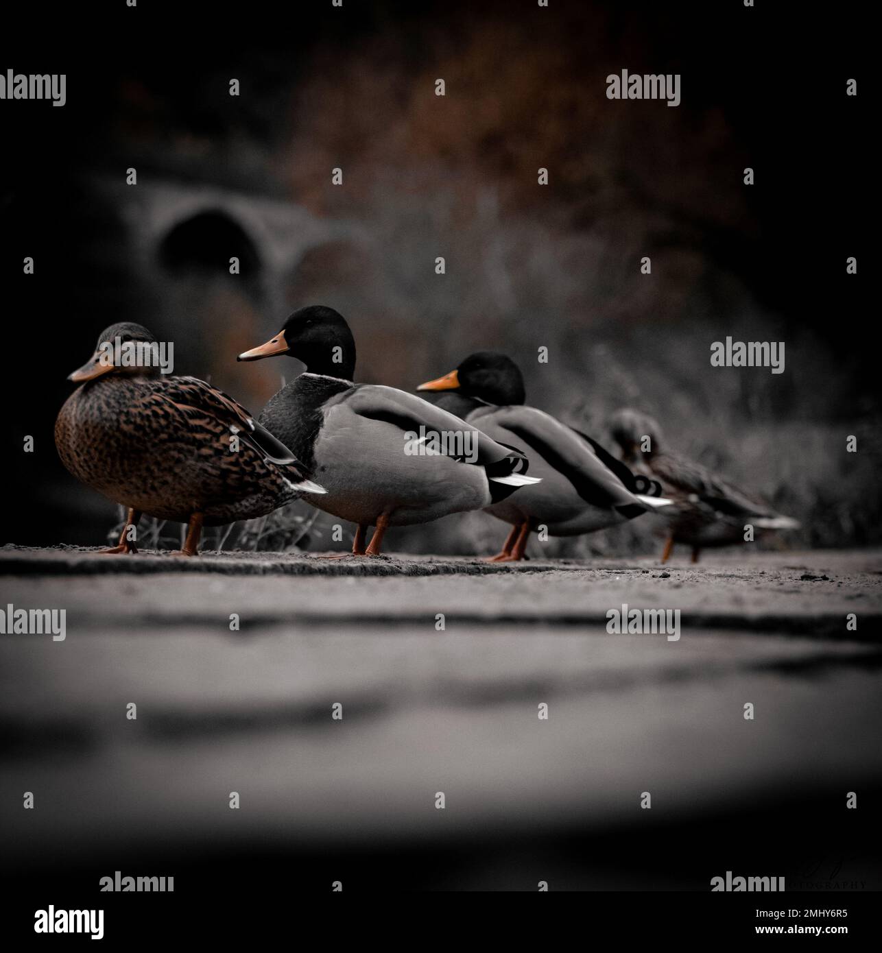 Schreibtische, die an einem Wintertag am Fluss ruhen. Stockfoto