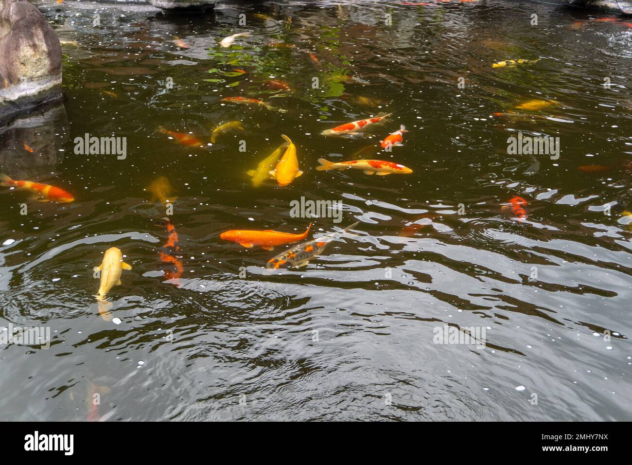Eine Sammlung von Koi-Goldfischen in einer Süßwasserteichlandschaft Stockfoto