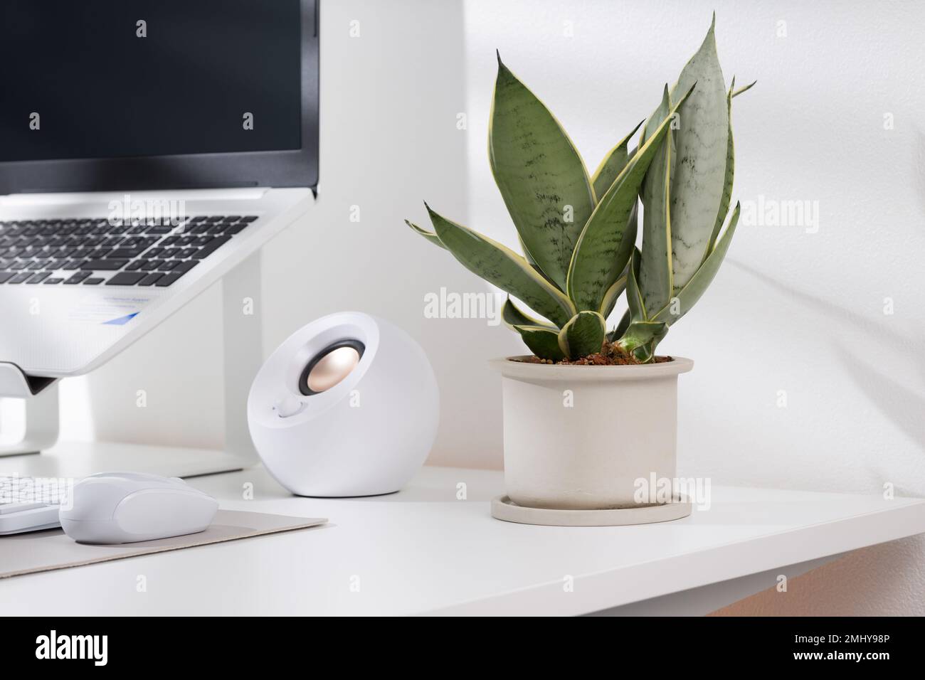 Schlangenpflanzenarten in minimalistischen weißen Keramiktöpfen auf einem weißen Schreibtisch. Stockfoto