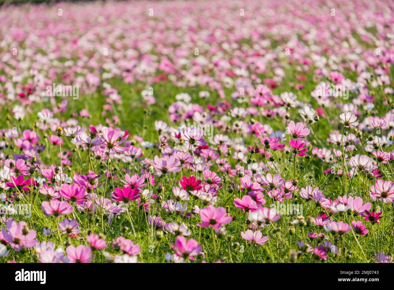 Sonniger Blick auf die wilden Blüten von Yuanli, Taiwan Stockfoto