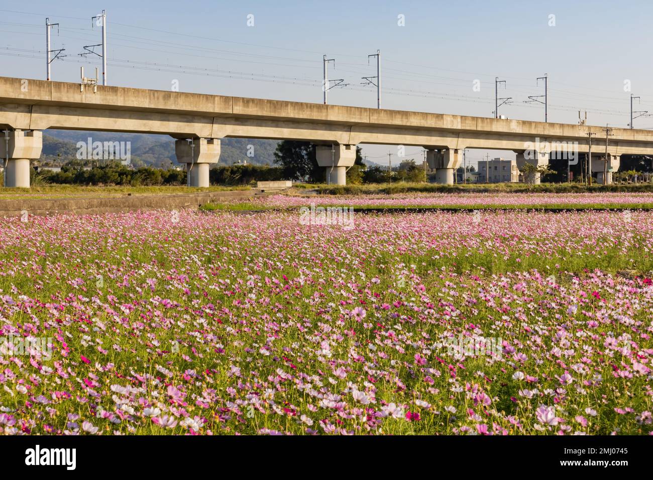 Sonniger Blick auf wilde Blumenblüten mit Hochgeschwindigkeitszug in Yuanli, Taiwan Stockfoto