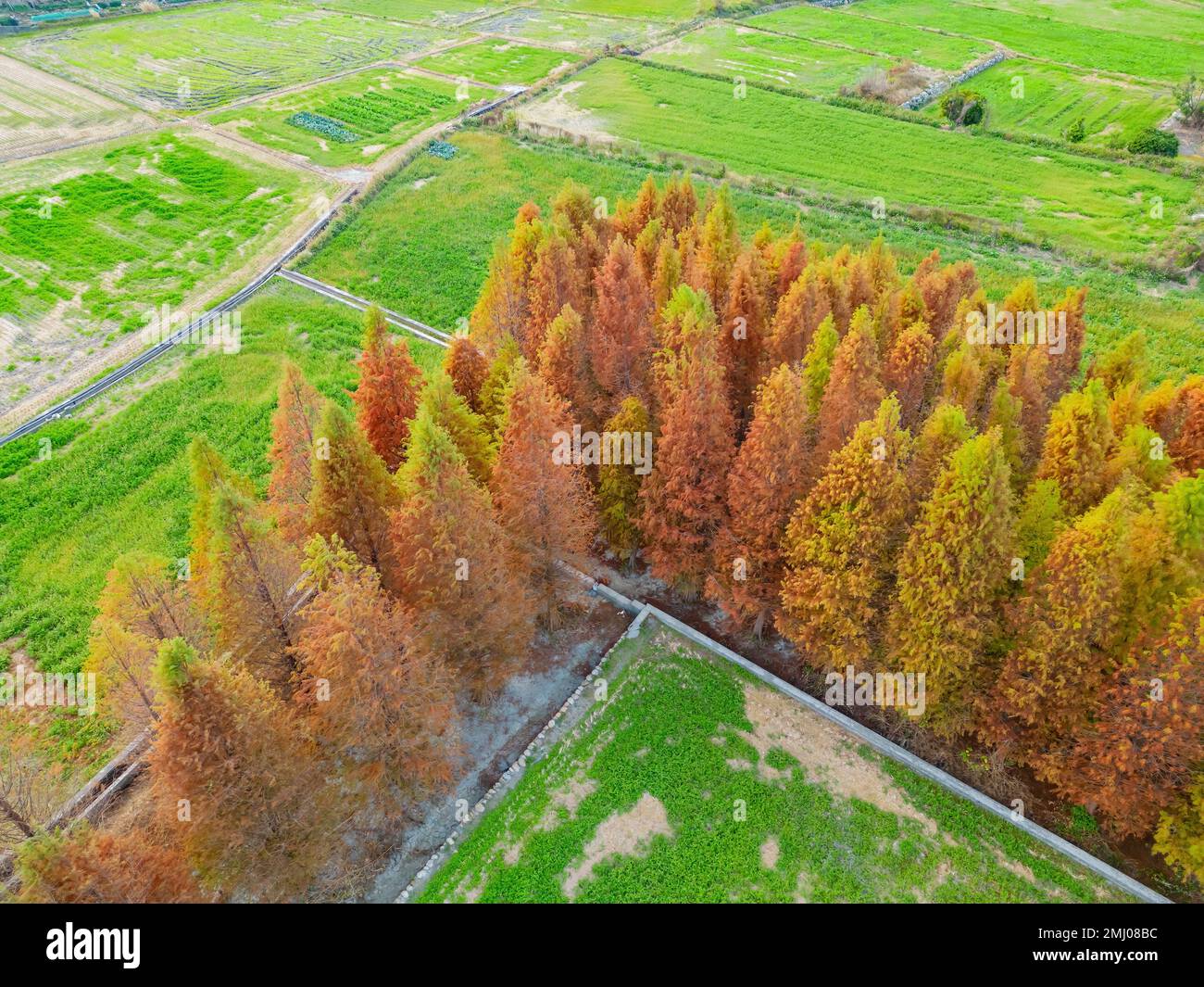 Aus der Vogelperspektive der kahlen Zypresse in Herbstfarbe nahe Huoyan Shan in Taiwan Stockfoto