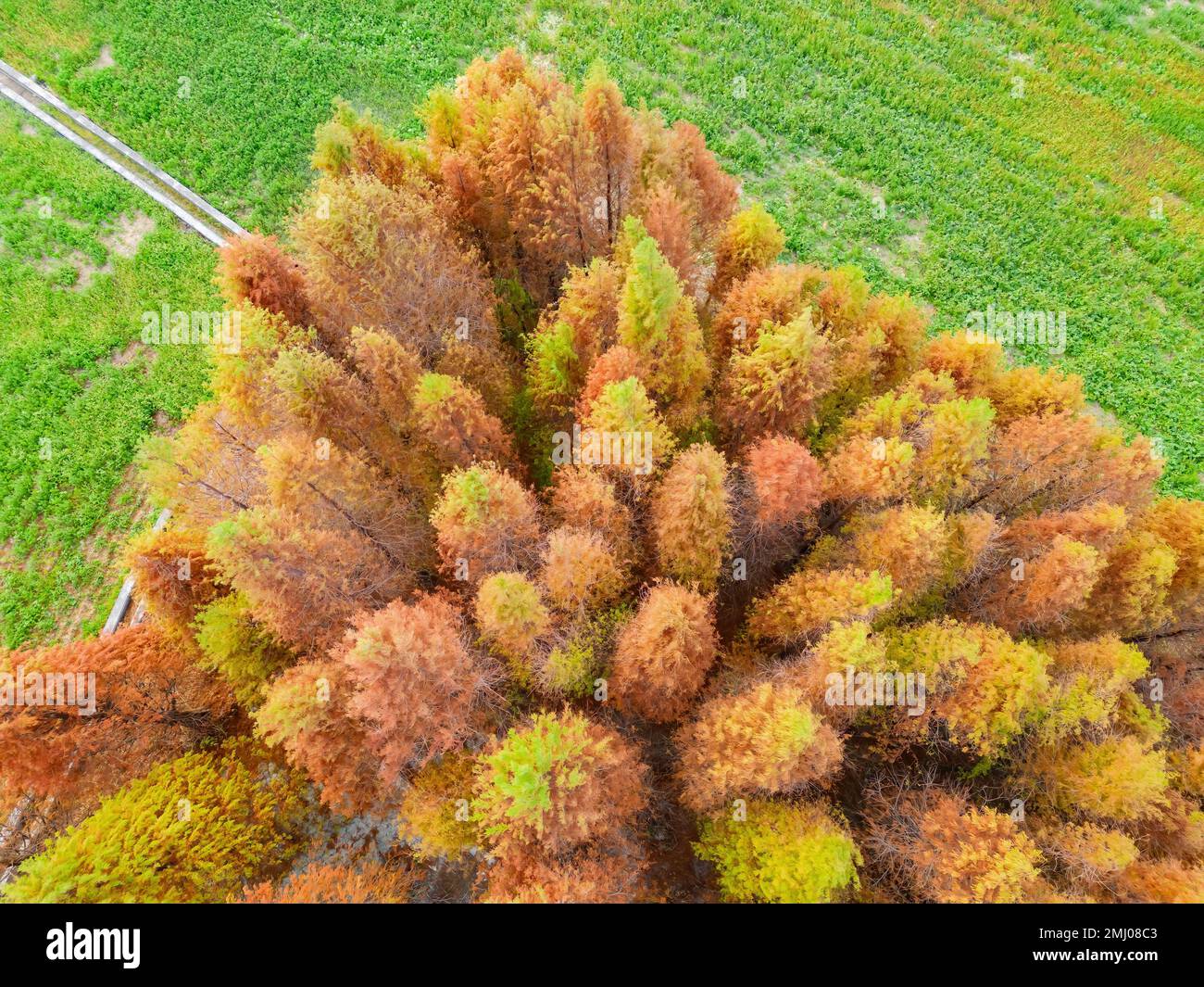 Aus der Vogelperspektive der kahlen Zypresse in Herbstfarbe nahe Huoyan Shan in Taiwan Stockfoto