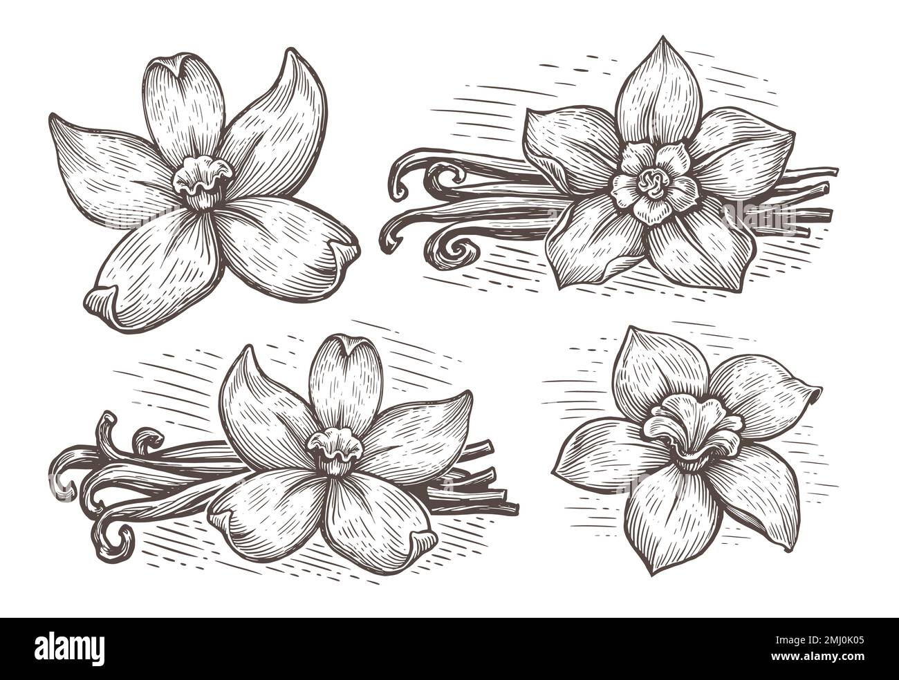 Vanilleschoten und Orchideenblumen-Set. Vanillas scharfe Zeichnung. Von Hand gezeichnetes Kraut, hinterlässt eine Vektordarstellung Stock Vektor